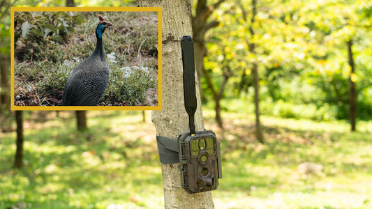 How to activate GardePro 4G LTE Cellular Trail Camera?