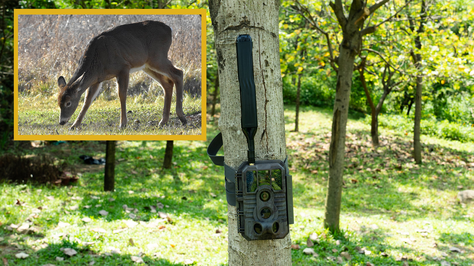 GardePro Revolutionizes Wildlife Monitoring with the Launch of X60P Max Cellular Trail Camera Equipped with Rechargeable Battery and Solar Panel