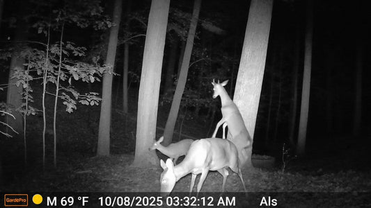 Herd of deer captured at night by a GardePro night vision trail camera in a wooded area.