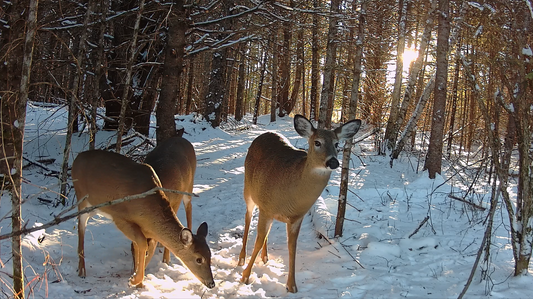 Best Non Cellular Trail Cameras (2026 Guide)