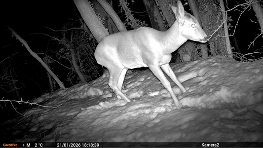 Why Are Trail Camera Night Images Blurry or Overexposed?