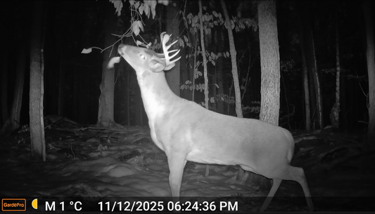 A nighnight vision trail camera captured footage of a deer eating leaves.