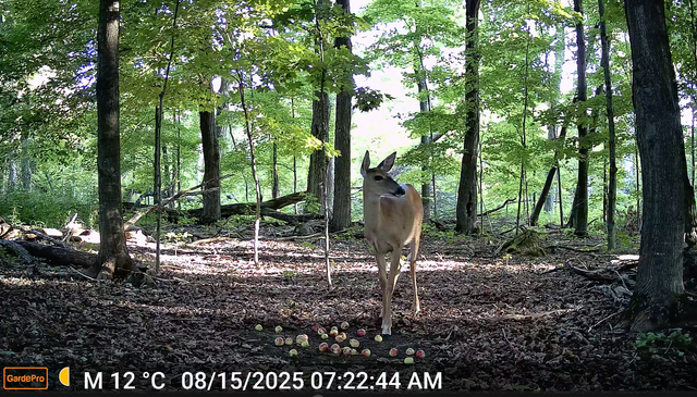 Summer Trail Camera Deployment Guide for Deer Scouting Success