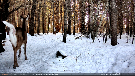Whitetail deer captured in a snowy forest by a GardePro trail camera, showing full-body framing from correct camera placement.