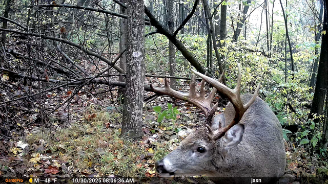 Is the 2026 Whitetail Rut Starting? What Your Trail Cameras Can Tell You