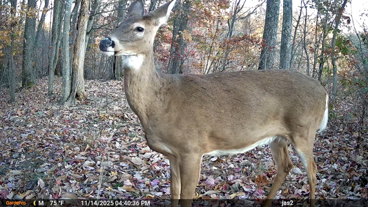 Should You Leave Your Trail Cameras Out All Year?