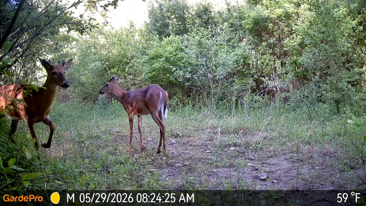 Best Trail Camera for Hunting: Features That Actually Matter in the Field