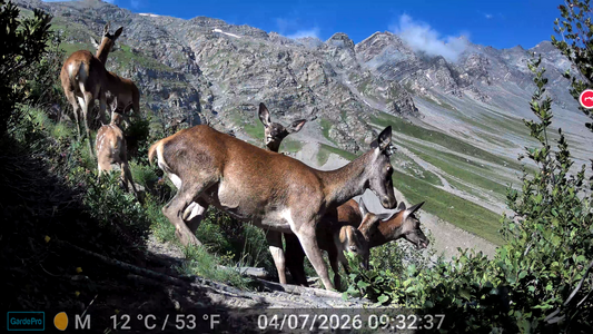 High Resolution Trail Cameras: Understanding Megapixels, 4K Video, and Image Quality