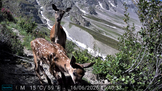 A Beginner’s Guide to Using Trail Cameras: Setup, Settings, and Best Practices