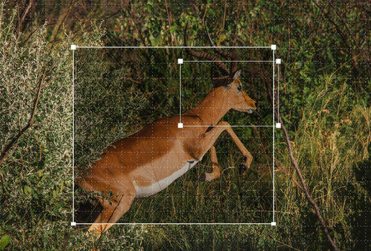 What Is an AI Trail Camera? How It Works & Best Uses