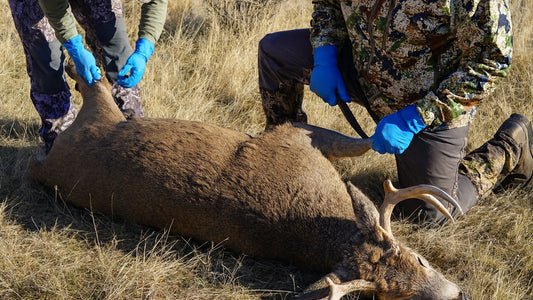 How to Choose the Right Trail Camera for Your Needs