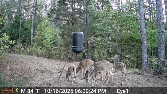 How to Read Trail Camera Photos: Understanding Timestamps, Temperature, Moon Phase, and Other Data