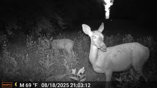 Best Trail Camera Placement for Whitetail Deer