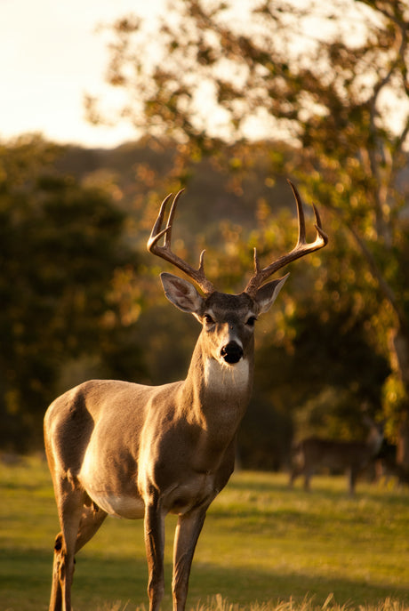 Tips for where to use GardePro trail cameras