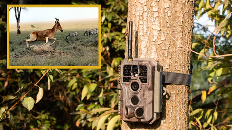 Motion Detection and Time Lapse in GardePro Trail Camera