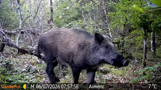 Night Hog Hunting: How Heat, Hunting Pressure & Sounder Behavior Shape the Setup