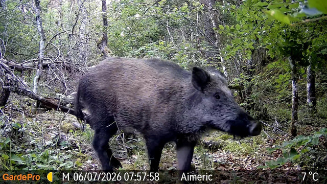 Night Hog Hunting: How Heat, Hunting Pressure & Sounder Behavior Shape the Setup