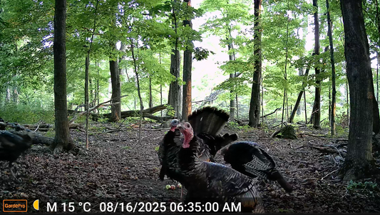 How to Scout for Turkeys with Trail Cameras