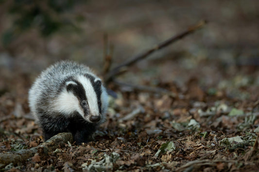 How to Capture Rare Wildlife Like the American Badger on Trail Cameras in Ohio