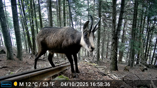 Trail Camera Settings for Spring Weather: Clearer Photos & Fewer False Triggers