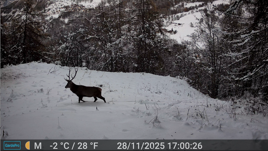 How to Use Cellular Trail Cameras for Shed Hunting Success