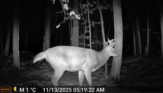 Cellular vs WiFi Trail Cameras: Which One Do You Actually Need?