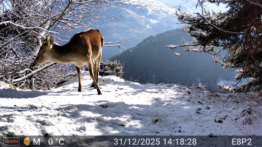 Deer standing and foraging on a snowy hillside, captured by a trail camera