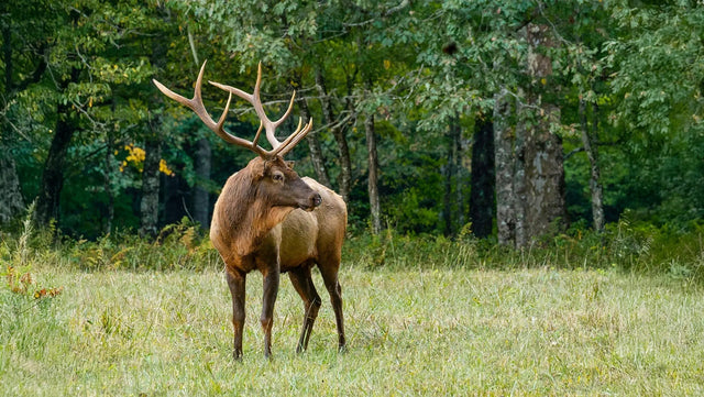 A mature bull elk standing in a grassy meadow near a forest edge.
