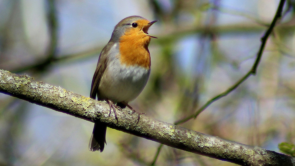 Bird-Watching Camera