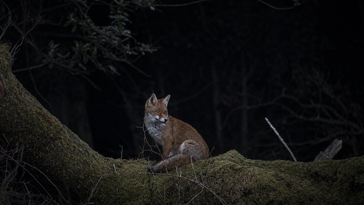 Night Vision Trail Camera