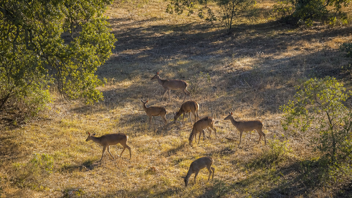 Scouting Trail Camera