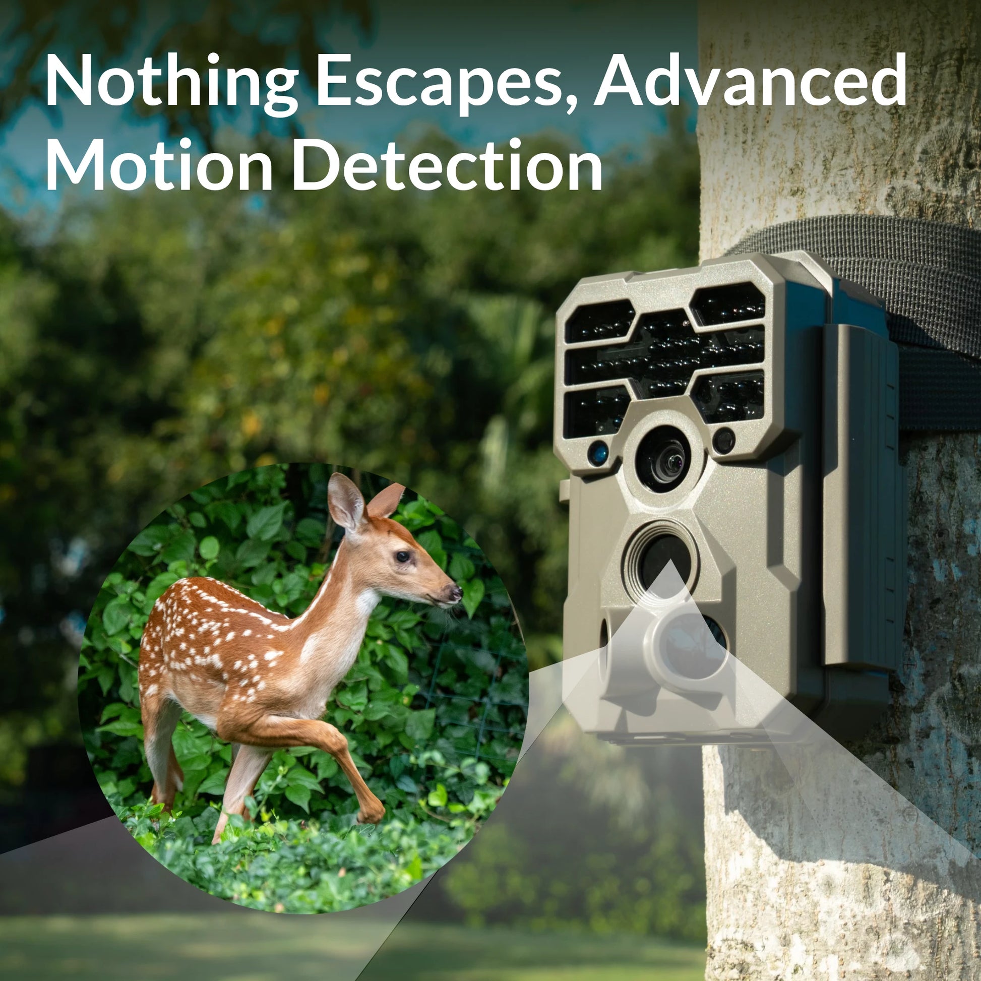 Best Trail Camera For Bird Watching