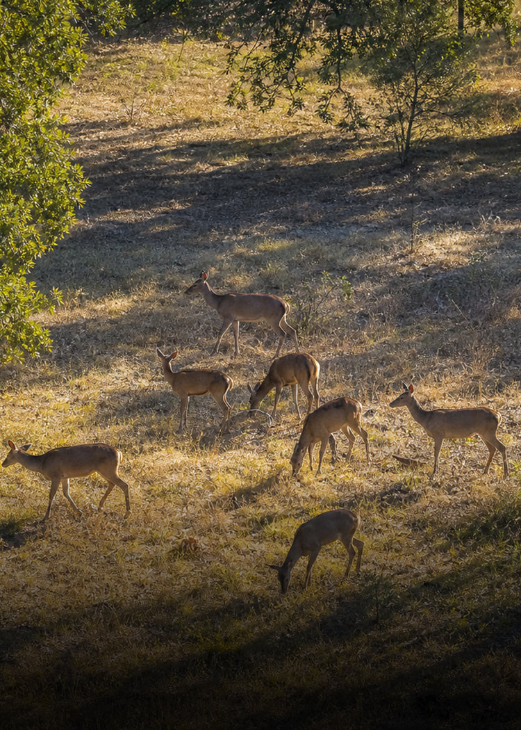 Wildlife Observation