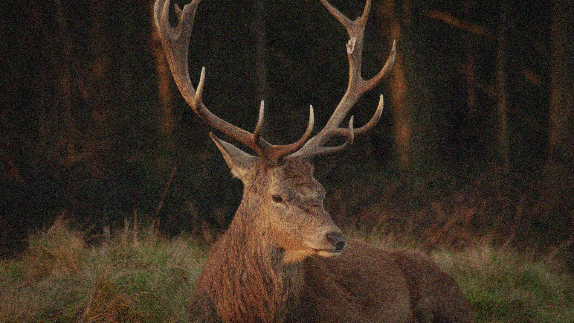 48MP