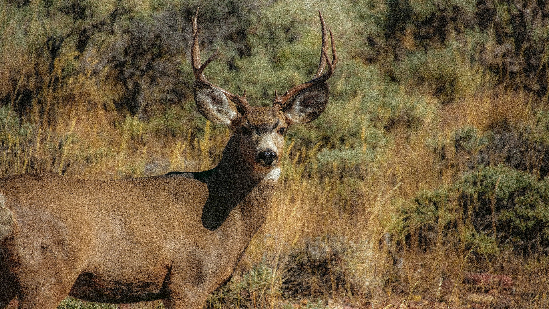 48MP