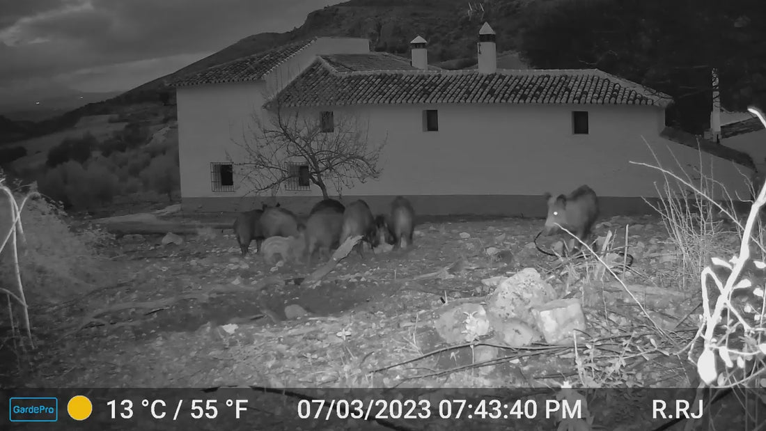 Load video: GardePro Cellular Trail Cameras A3S With Sony Starvis